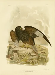 Schwarzbrust-Milan, 1891